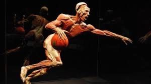 Les étudiants de l'IMSG en visite à l'exposition Body Worlds